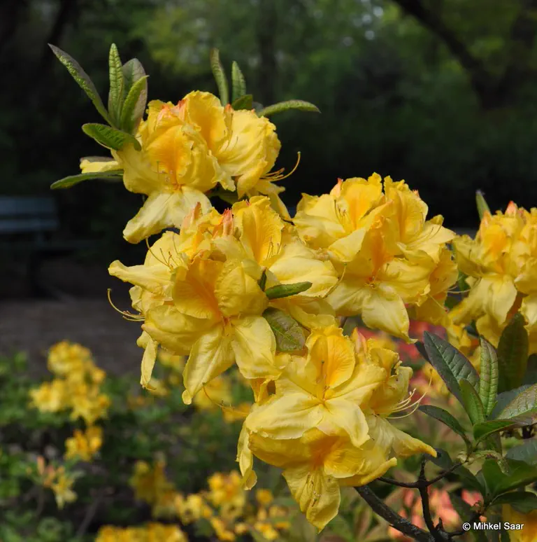 Photo of R. 'Limetta', Deciduous Azalea Hybrid