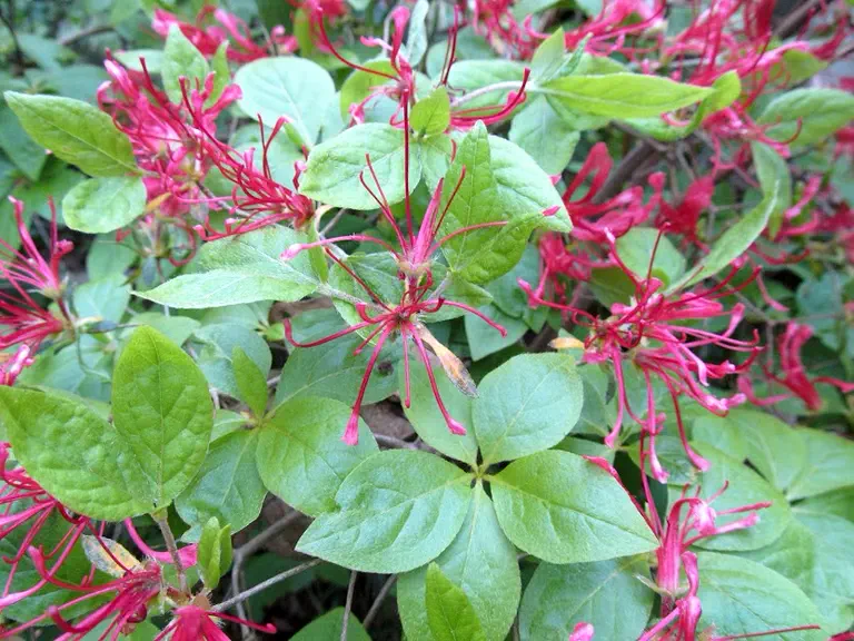 Photo of R. kaempferi 'Semperflorens', Evergreen Azalea Species Selection