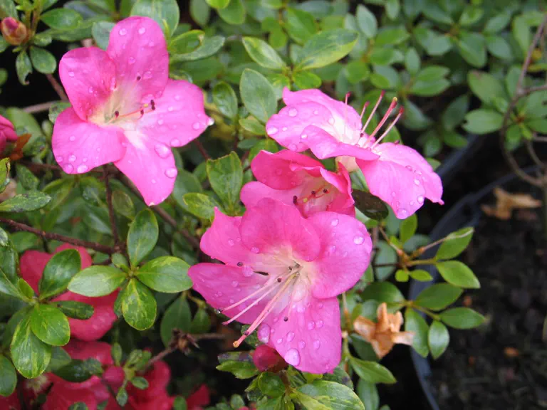 Photo of R. 'Heiwa', Evergreen Azalea Hybrid