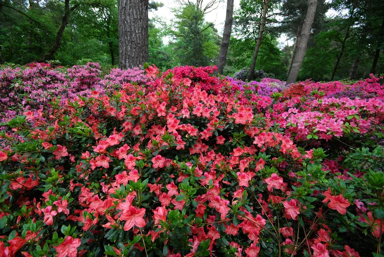 Photo of R. 'Elly', Evergreen Azalea Hybrid