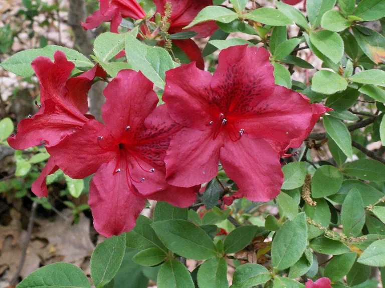 Photo of R. 'Carmel', Evergreen Azalea Hybrid