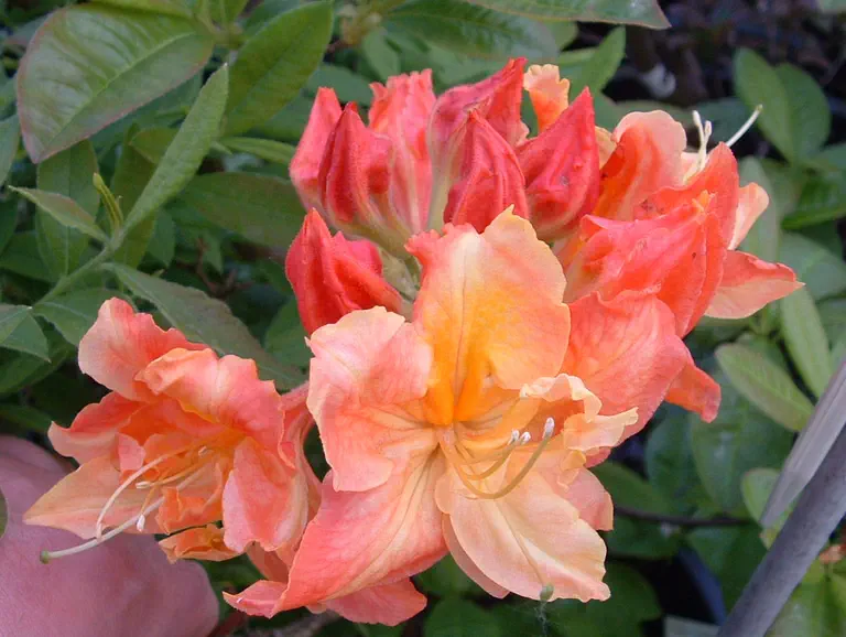 Photo of R. 'Drury Lane', Deciduous Azalea Hybrid