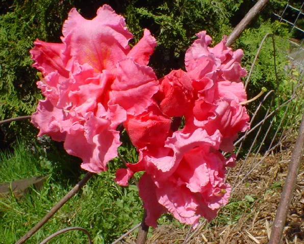 Photo of R. 'Arneson Pink', Deciduous Azalea Hybrid