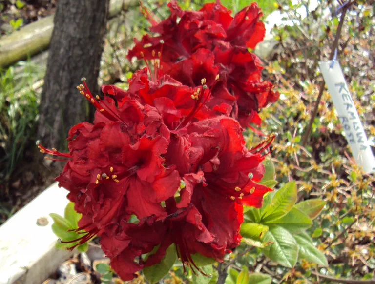 Photo of R. 'Arneson Ruby', Deciduous Azalea Hybrid