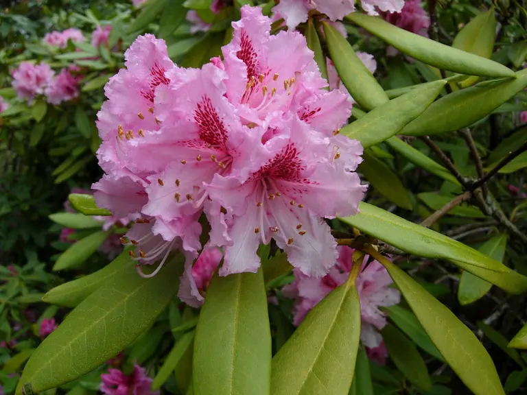 Photo of R. 'Prince Camille de Rohan', Evergreen Azalea Hybrid