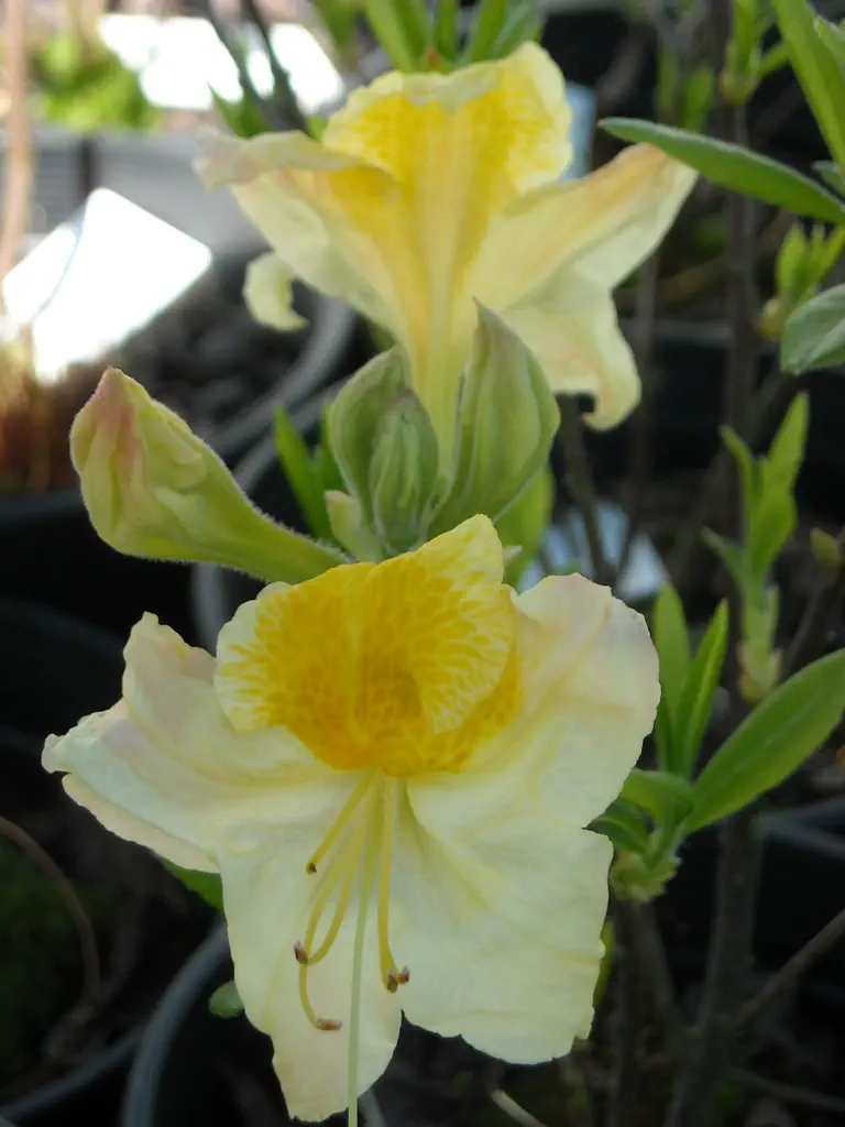 Photo of R. 'Lemon Ice', Deciduous Azalea Hybrid