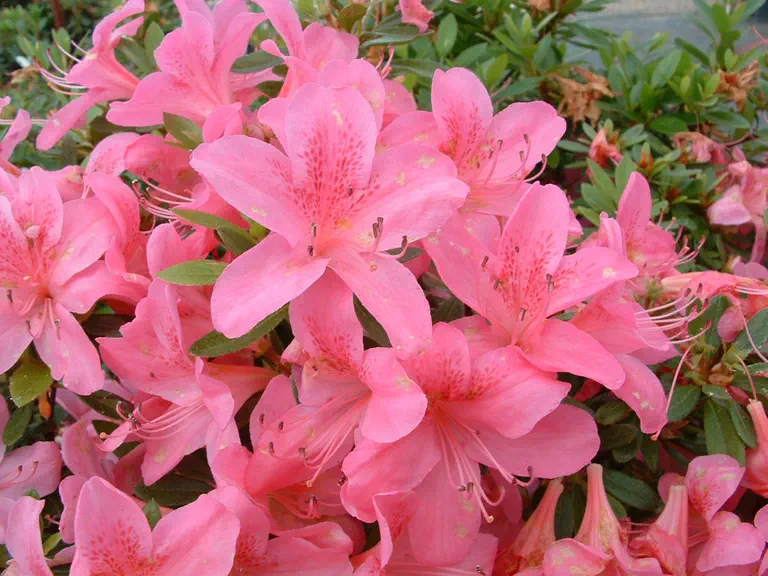 Photo of R. 'Anchorite', Evergreen Azalea Hybrid