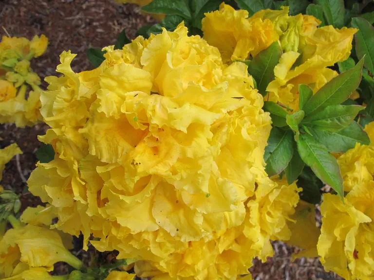 Photo of R. 'Frilly Lemon', Deciduous Azalea Hybrid