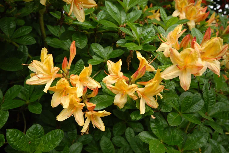 Photo of R. 'Chanel', Deciduous Azalea Hybrid