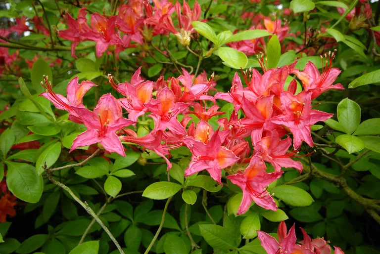 Photo of R. 'Général Trauff', Deciduous Azalea Hybrid