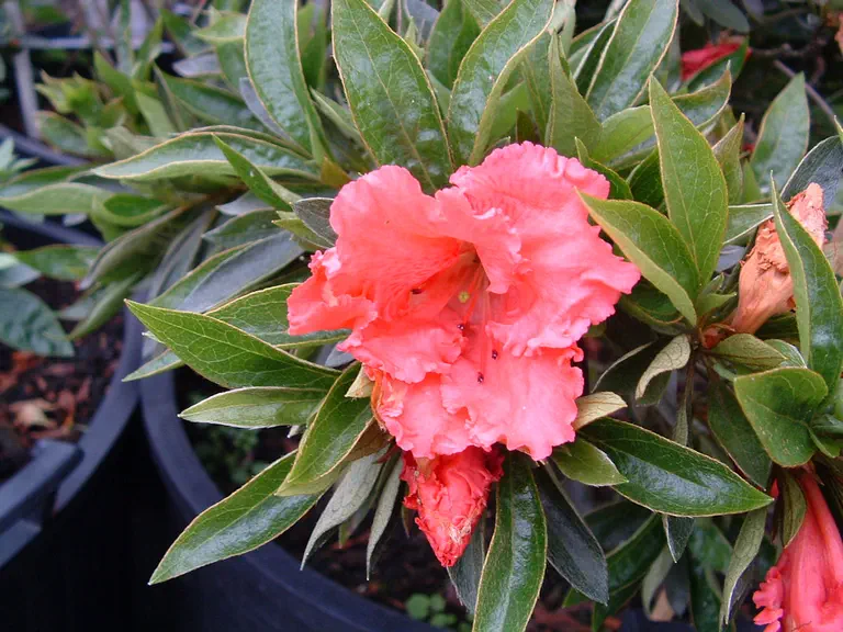 Photo of R. 'General Wavell', Evergreen Azalea Hybrid