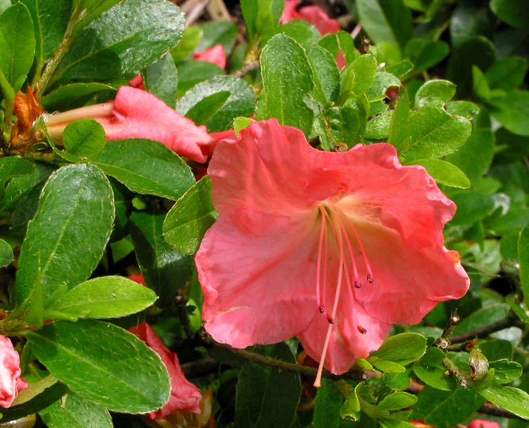 Photo of R. 'Grace Freeman', Evergreen Azalea Hybrid