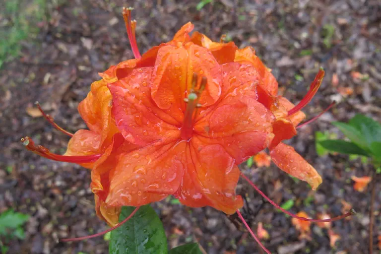 Photo of R. 'Graf Alfred von Niepperg', Deciduous Azalea Hybrid