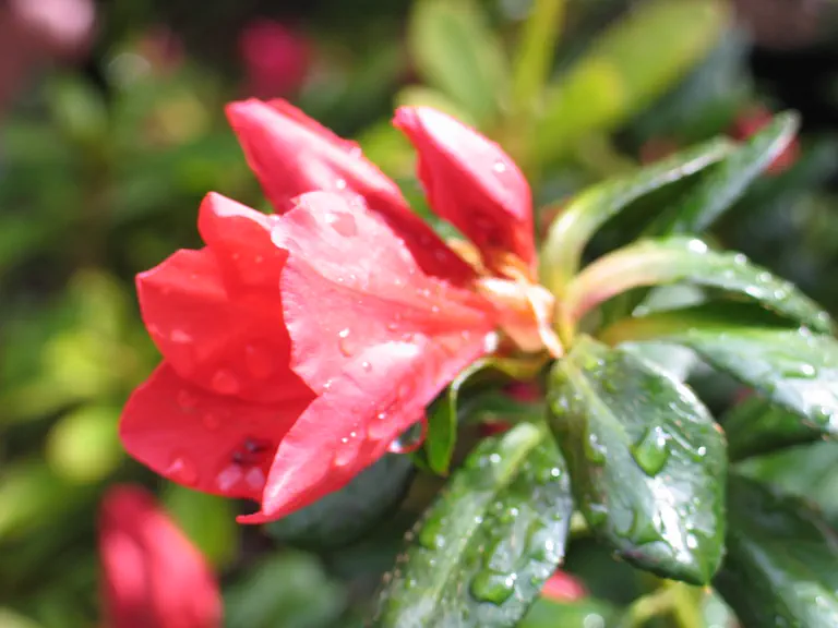 Photo of R. 'Glaser Number 10', Evergreen Azalea Hybrid