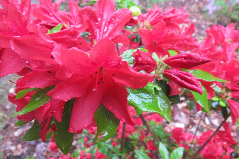 Photo of R. 'Hexe de Saffelaere', Evergreen Azalea Hybrid