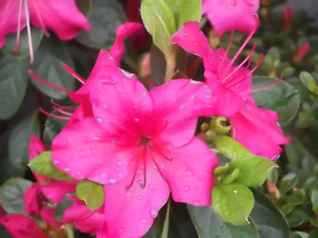 Photo of R. 'Advance', Evergreen Azalea Hybrid