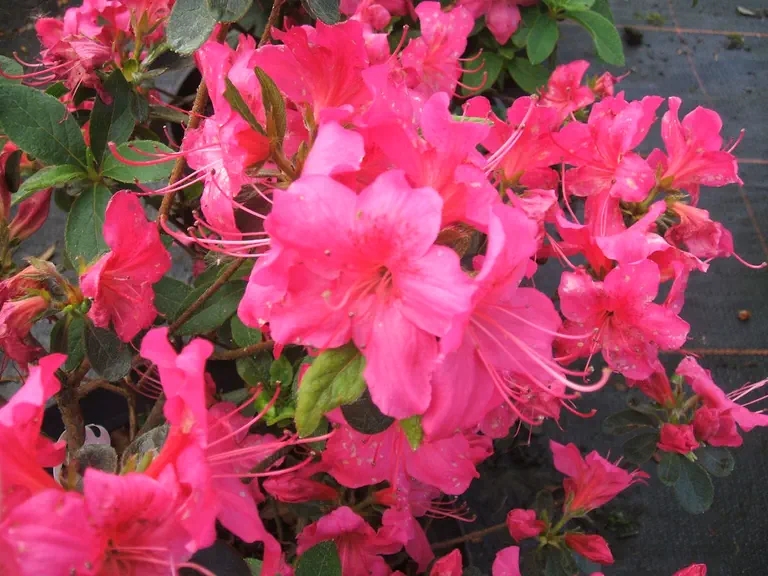 Photo of R. 'Advance', Deciduous Azalea Hybrid