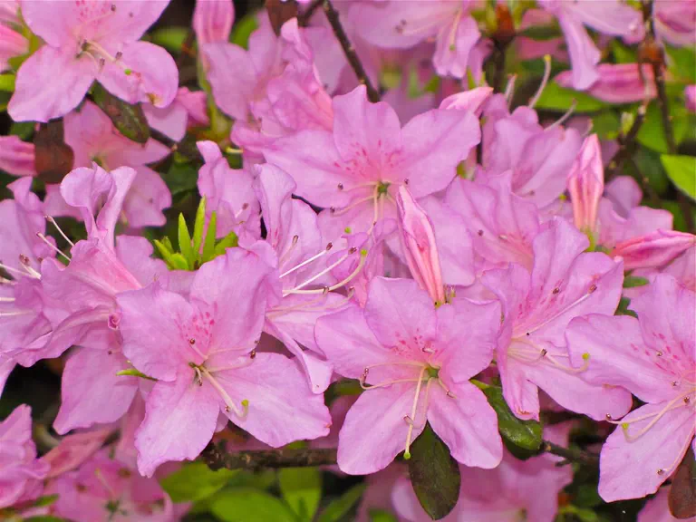 Photo of R. 'Agger', Evergreen Azalea Hybrid