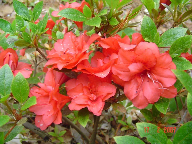 Photo of R. 'Richard Montgomery 1956', Evergreen Azalea Hybrid