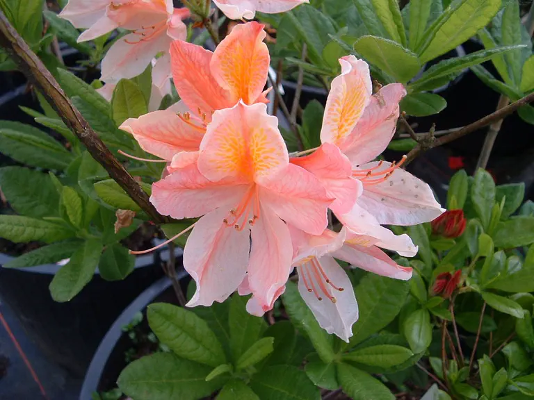 Photo of R. 'Mrs John Russell', Deciduous Azalea Hybrid