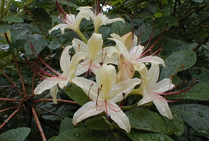Photo of R. 'Cherokee Sun', Deciduous Azalea Hybrid