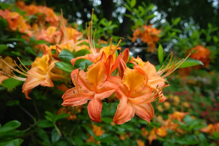 Photo of R. 'Guelder Rose', Deciduous Azalea Hybrid