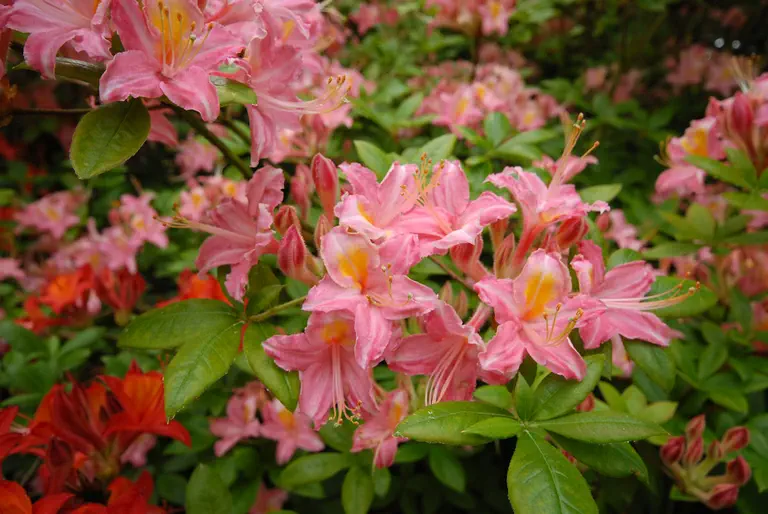 Photo of R. 'Domenico Scassi', Deciduous Azalea Hybrid