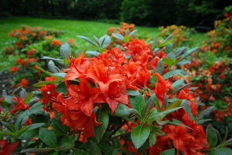 Photo of R. 'Dorothy Corston', Deciduous Azalea Hybrid
