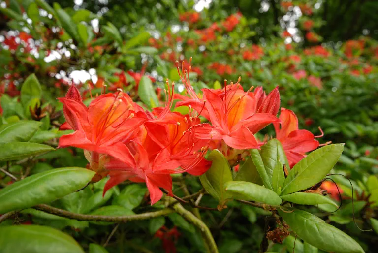 Photo of R. 'Prince Henri des Pays-Bas', Deciduous Azalea Hybrid