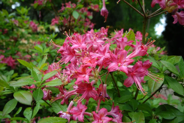 Photo of R. 'Miniatum Floribundum', Deciduous Azalea Hybrid
