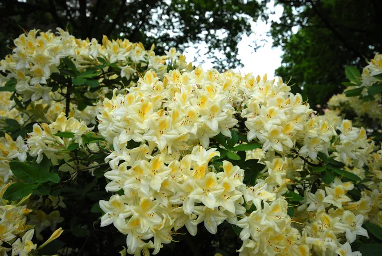 Photo of R. 'Album Grandiflorum', Deciduous Azalea Hybrid