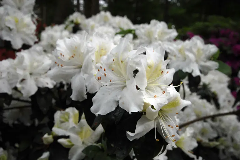 Photo of R. 'Mary Helen', Evergreen Azalea Hybrid