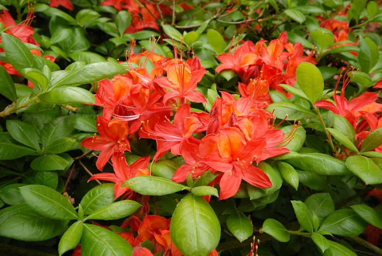 Photo of R. 'Directeur Charles Baumann', Deciduous Azalea Hybrid