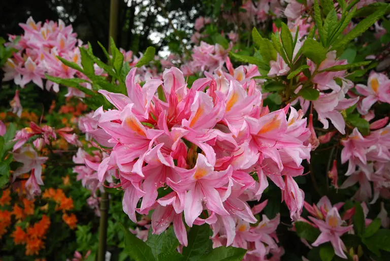 Photo of R. 'Suzanne Loef', Deciduous Azalea Hybrid