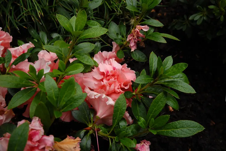 Photo of R. 'Alex de Somer', Evergreen Azalea Hybrid