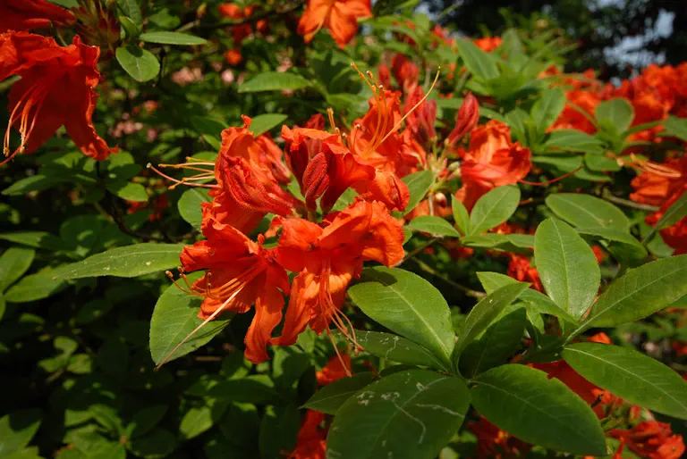 Photo of R. 'Seville', Deciduous Azalea Hybrid
