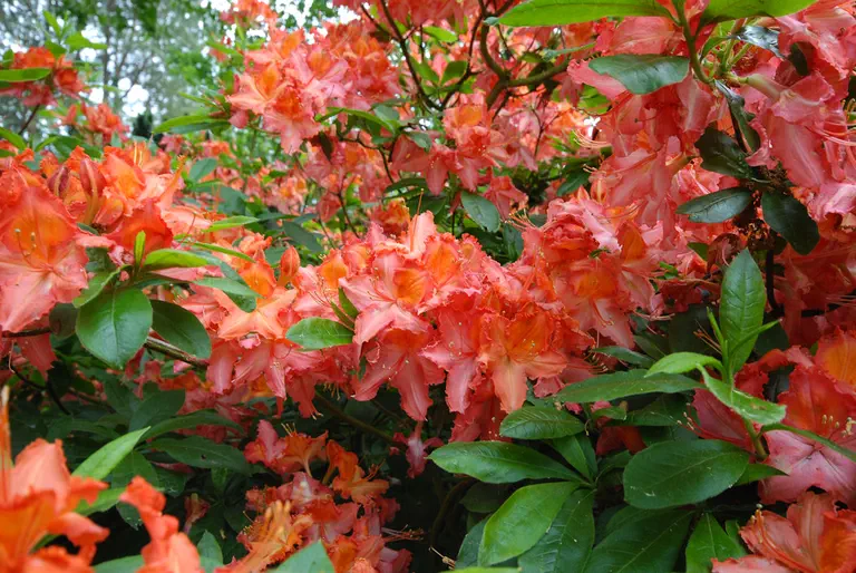 Photo of R. 'Tyrol', Deciduous Azalea Hybrid