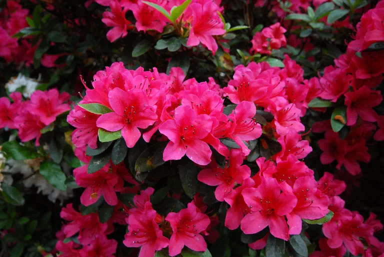 Photo of R. 'Kumiko', Evergreen Azalea Hybrid