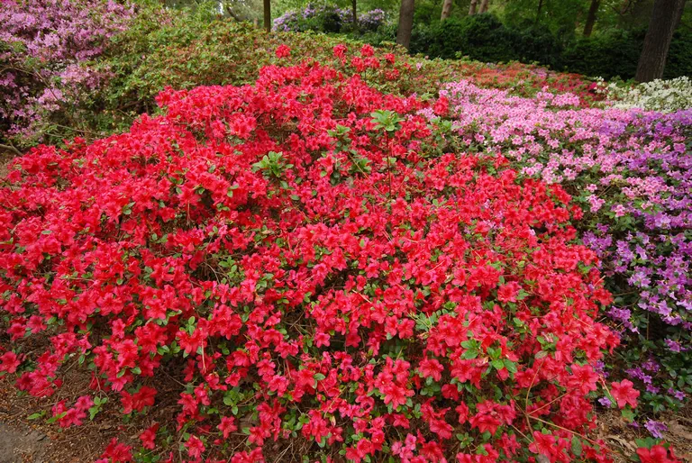 Photo of R. 'Morave', Evergreen Azalea Hybrid