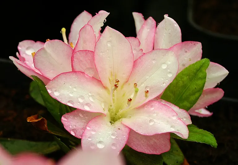 Photo of R. 'Cattleya', Evergreen Azalea Hybrid