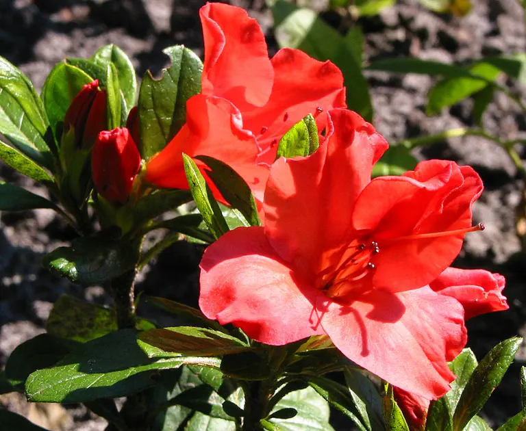 Photo of R. 'Autumn Sunset', Evergreen Azalea Hybrid