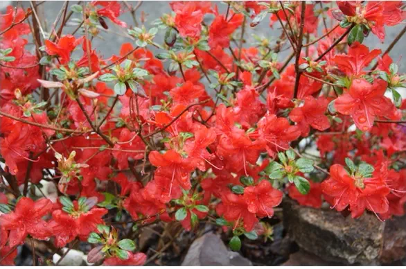Photo of R. 'Allotria', Evergreen Azalea Hybrid