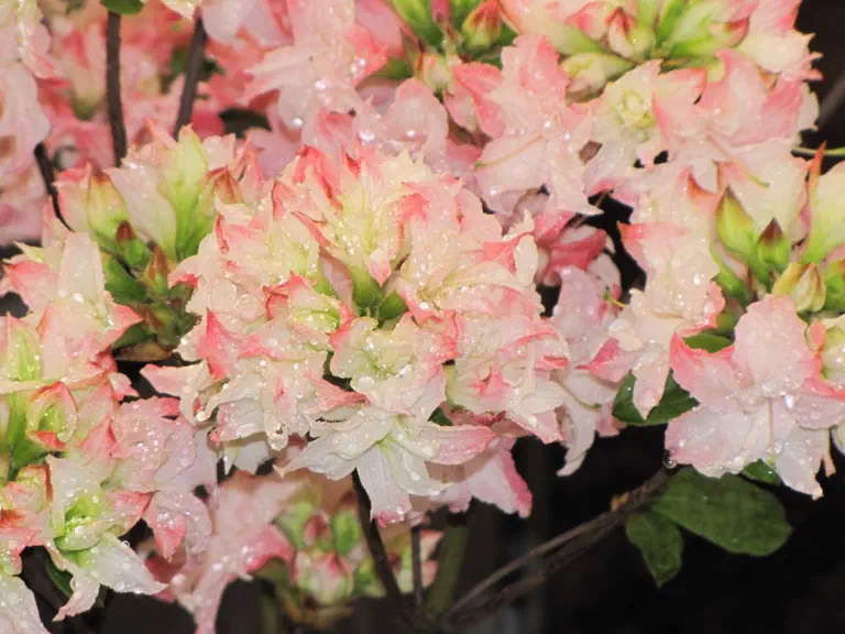 Photo of R. 'Vinecourt Duke', Deciduous Azalea Hybrid