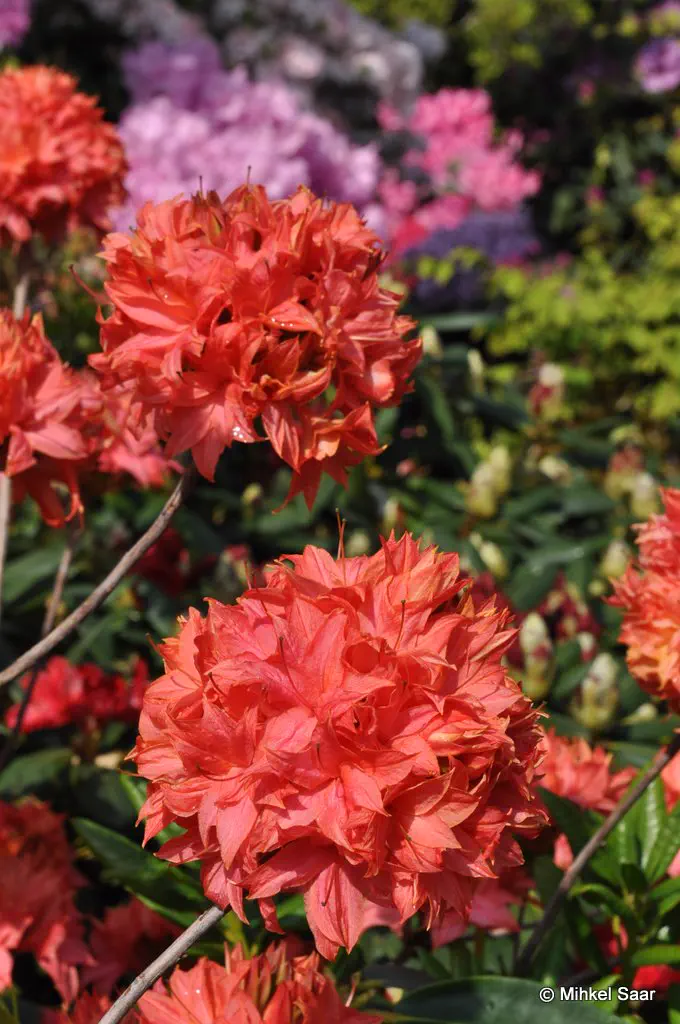 Photo of R. 'Vinecourt Troubadour', Deciduous Azalea Hybrid