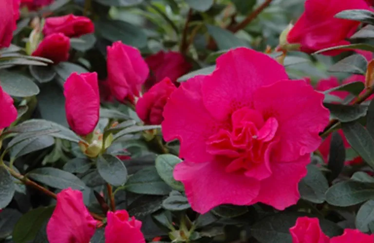 Photo of R. 'Vinivi', Evergreen Azalea Hybrid