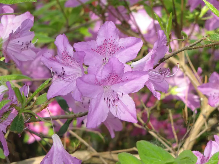 Photo of R. 'Viola', Evergreen Azalea Hybrid