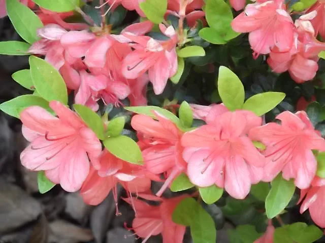Photo of R. 'Esmeralda', Deciduous Azalea Hybrid