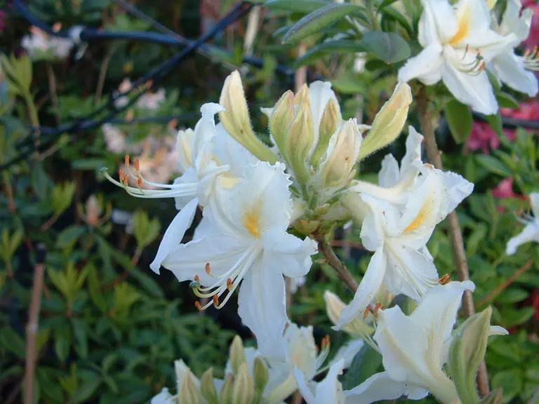 Photo of R. 'Viscosepalum', Deciduous Azalea Hybrid