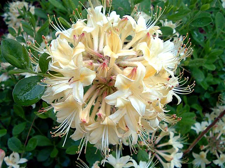 Photo of R. 'Choice Cream', Deciduous Azalea Hybrid