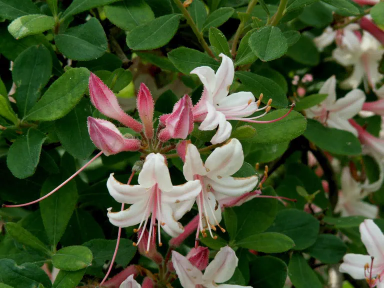 Photo of R. 'Choptank River Traveller', Deciduous Azalea Hybrid